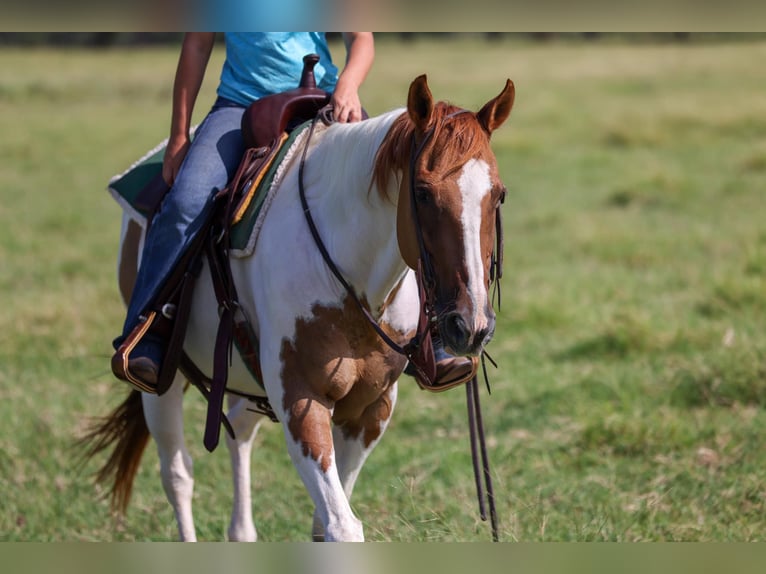 American Quarter Horse Wallach 10 Jahre 150 cm Tobiano-alle-Farben in Canton TX