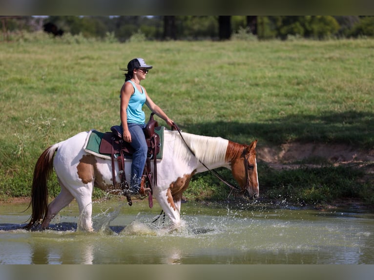 American Quarter Horse Wallach 10 Jahre 150 cm Tobiano-alle-Farben in Canton TX