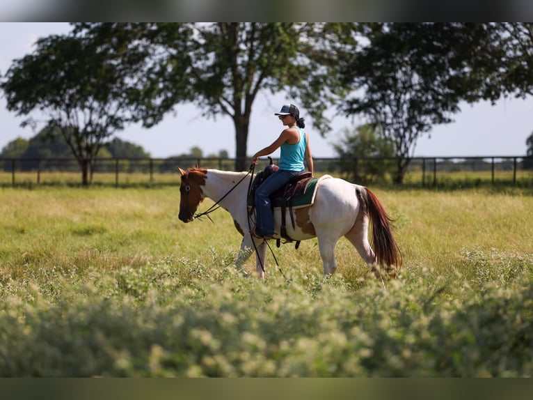American Quarter Horse Wallach 10 Jahre 150 cm Tobiano-alle-Farben in Canton TX