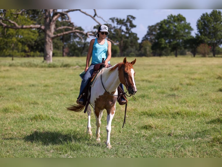 American Quarter Horse Wallach 10 Jahre 150 cm Tobiano-alle-Farben in Canton TX