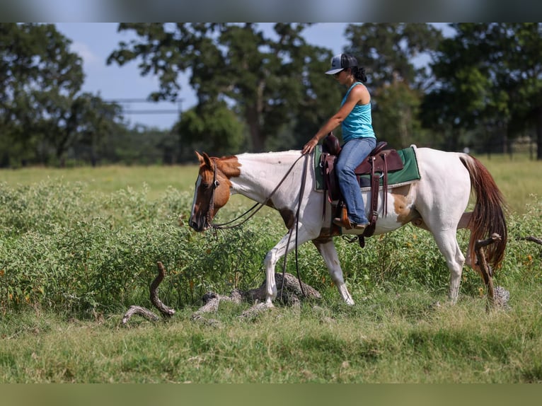 American Quarter Horse Wallach 10 Jahre 150 cm Tobiano-alle-Farben in Canton TX