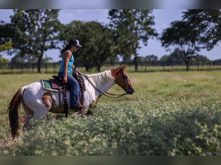 American Quarter Horse Wallach 10 Jahre 150 cm Tobiano-alle-Farben in Canton TX