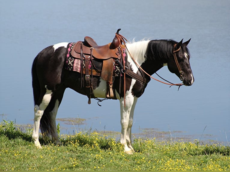 American Quarter Horse Wallach 10 Jahre 150 cm Tobiano-alle-Farben in Whitley City KY