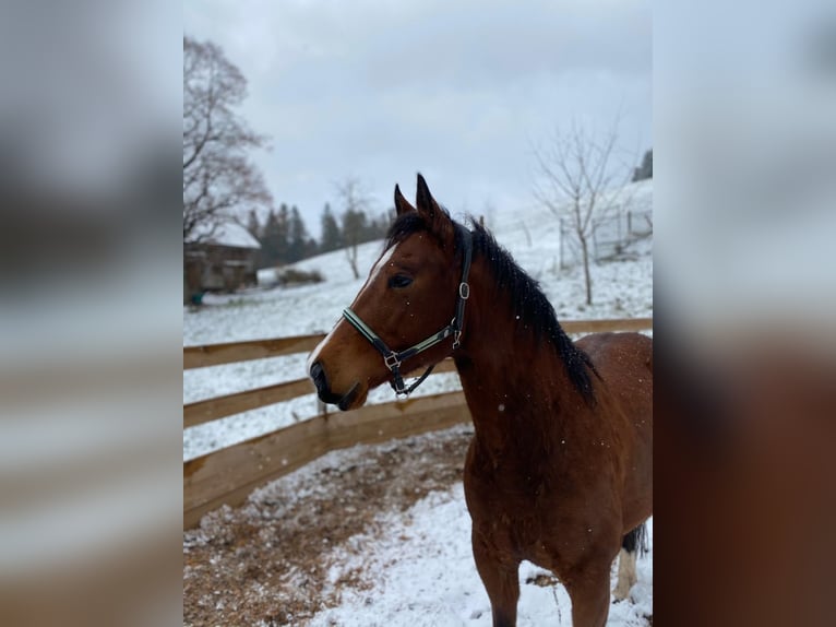 American Quarter Horse Wallach 10 Jahre 152 cm Brauner in Ebnet