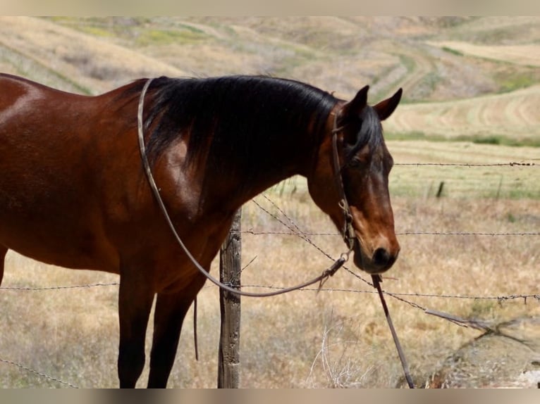 American Quarter Horse Wallach 10 Jahre 152 cm Buckskin in Clarion PA