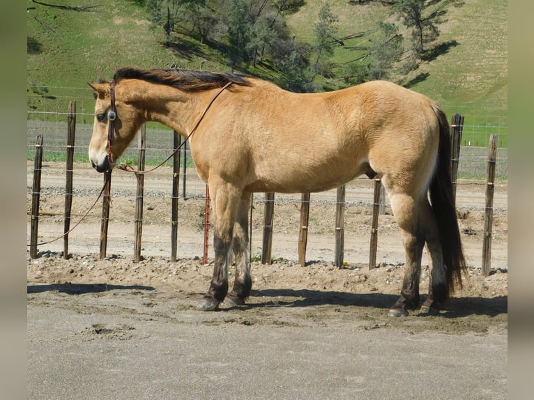 American Quarter Horse Wallach 10 Jahre 152 cm Buckskin in Paicines CA
