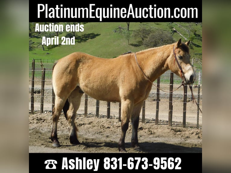 American Quarter Horse Wallach 10 Jahre 152 cm Buckskin in Paicines CA