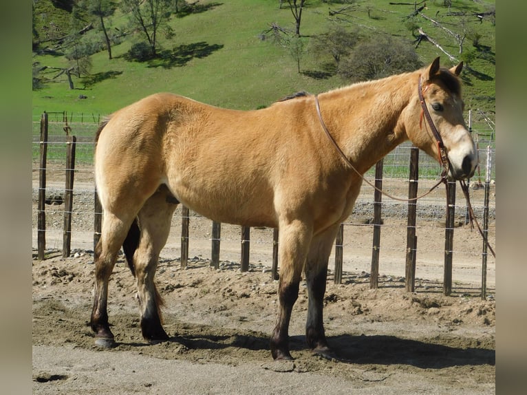 American Quarter Horse Wallach 10 Jahre 152 cm Buckskin in Paicines CA