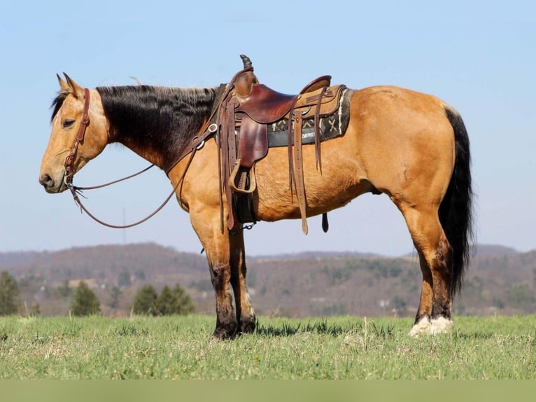 American Quarter Horse Wallach 10 Jahre 152 cm Buckskin in Clarion, PA