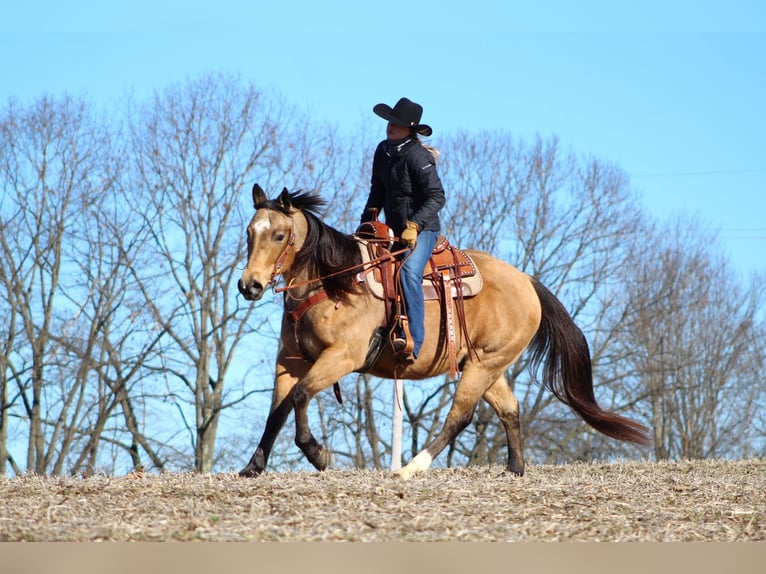 American Quarter Horse Wallach 10 Jahre 152 cm Buckskin in Clarion, PA
