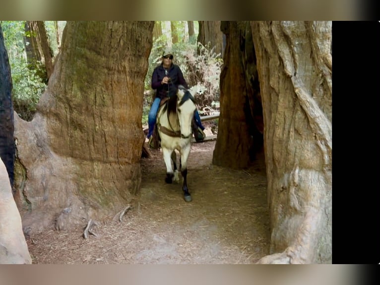 American Quarter Horse Wallach 10 Jahre 152 cm Buckskin in Tres Pinos