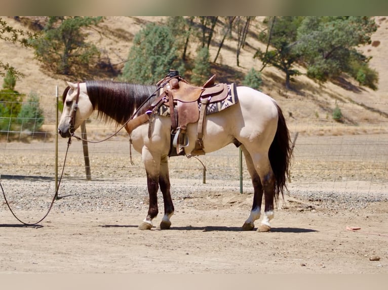American Quarter Horse Wallach 10 Jahre 152 cm Buckskin in Tres Pinos