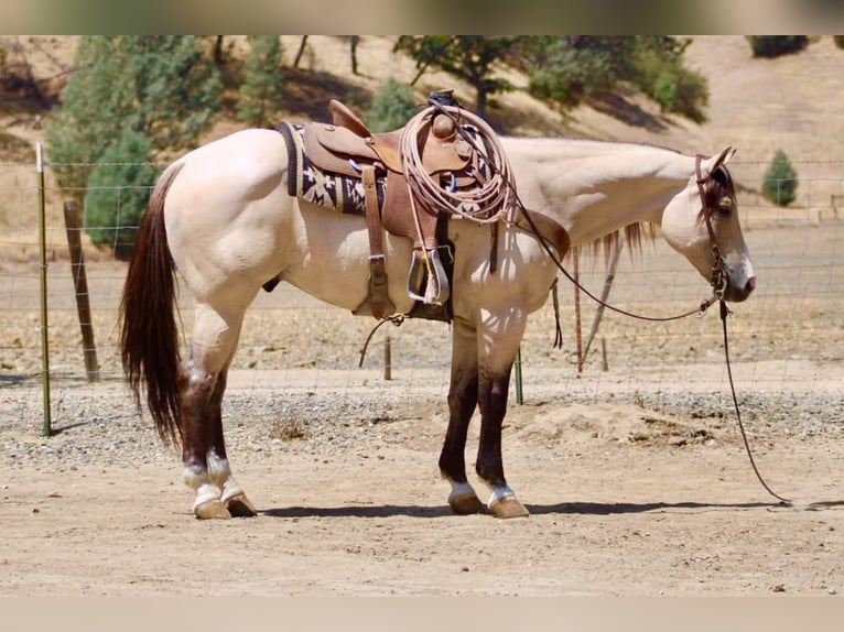 American Quarter Horse Wallach 10 Jahre 152 cm Buckskin in Tres Pinos
