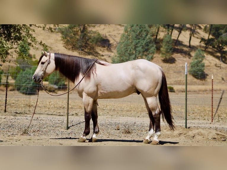 American Quarter Horse Wallach 10 Jahre 152 cm Buckskin in Tres Pinos