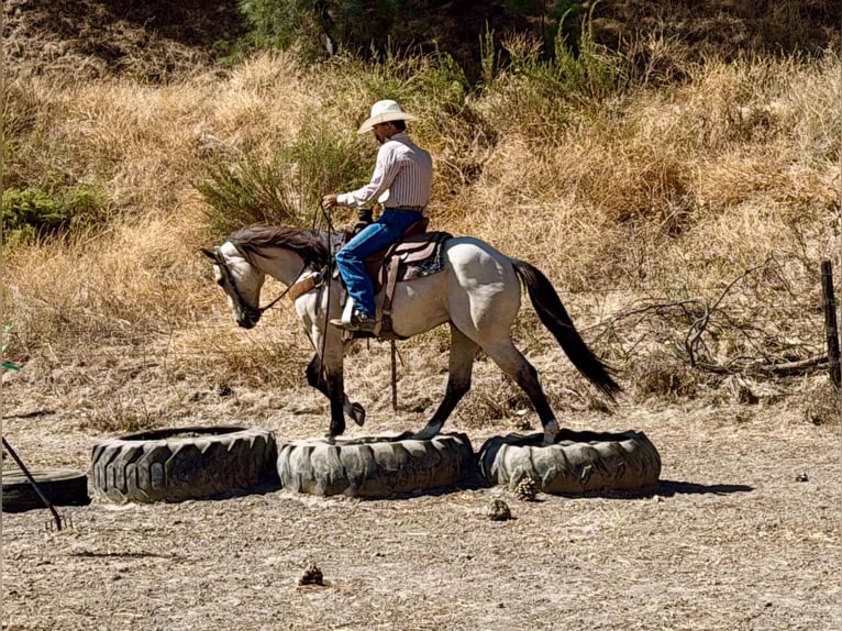 American Quarter Horse Wallach 10 Jahre 152 cm Buckskin in Tres Pinos