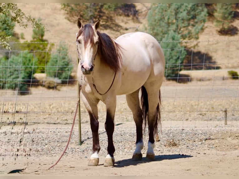 American Quarter Horse Wallach 10 Jahre 152 cm Buckskin in Tres Pinos