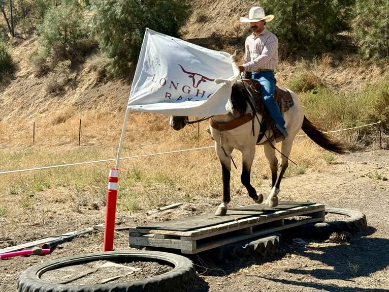 American Quarter Horse Wallach 10 Jahre 152 cm Buckskin in Tres Pinos