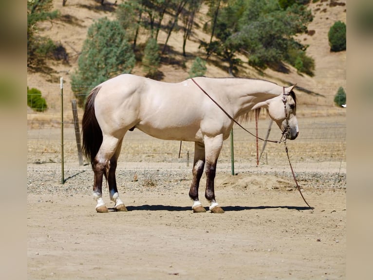 American Quarter Horse Wallach 10 Jahre 152 cm Buckskin in Tres Pinos