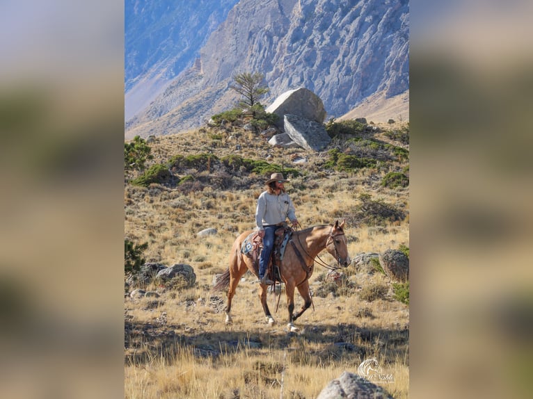 American Quarter Horse Wallach 10 Jahre 152 cm Buckskin in Cody WY