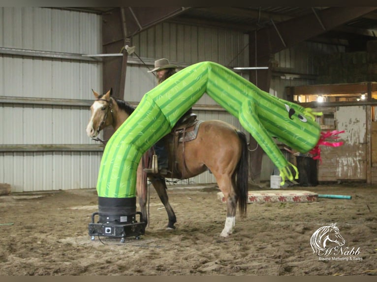 American Quarter Horse Wallach 10 Jahre 152 cm Buckskin in Cody WY