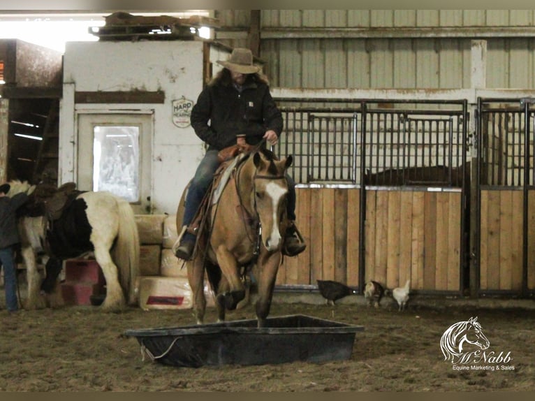 American Quarter Horse Wallach 10 Jahre 152 cm Buckskin in Cody WY