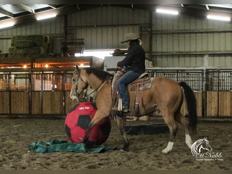 American Quarter Horse Wallach 10 Jahre 152 cm Buckskin in Cody WY