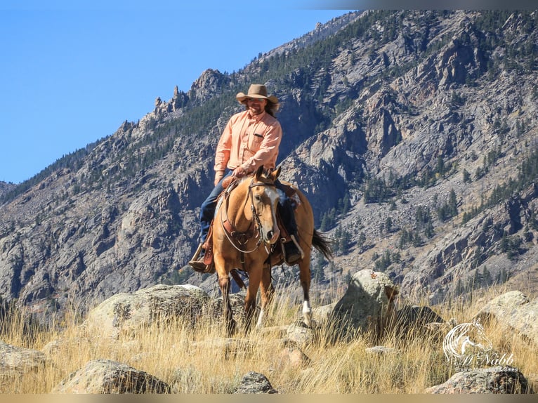 American Quarter Horse Wallach 10 Jahre 152 cm Buckskin in Cody WY