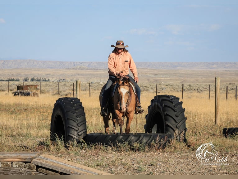 American Quarter Horse Wallach 10 Jahre 152 cm Buckskin in Cody WY