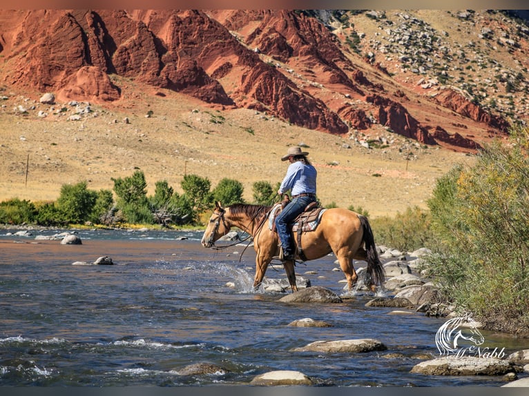 American Quarter Horse Wallach 10 Jahre 152 cm Buckskin in Cody WY