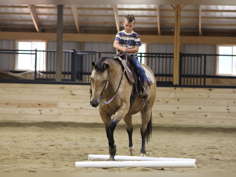 American Quarter Horse Wallach 10 Jahre 152 cm Buckskin in Clarion