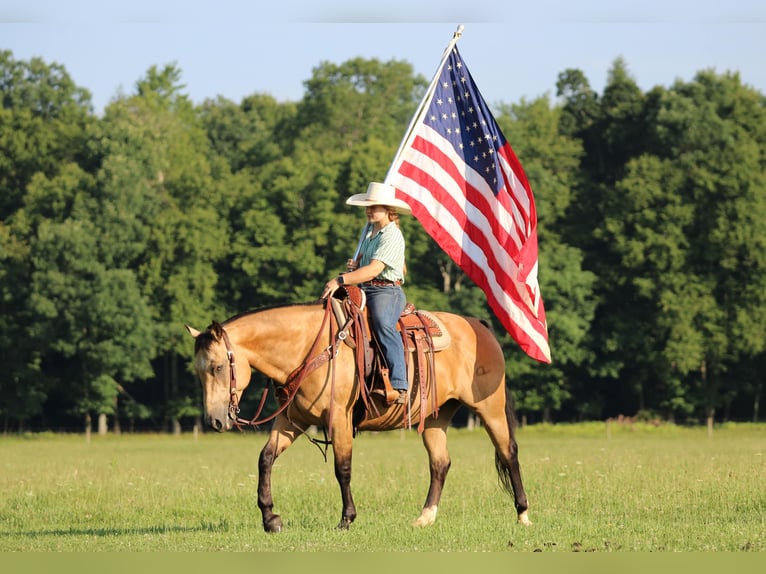 American Quarter Horse Wallach 10 Jahre 152 cm Buckskin in Clarion