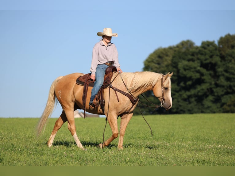 American Quarter Horse Wallach 10 Jahre 152 cm Buckskin in Clarion