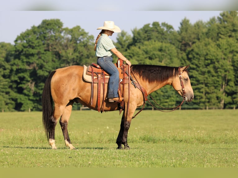 American Quarter Horse Wallach 10 Jahre 152 cm Buckskin in Clarion