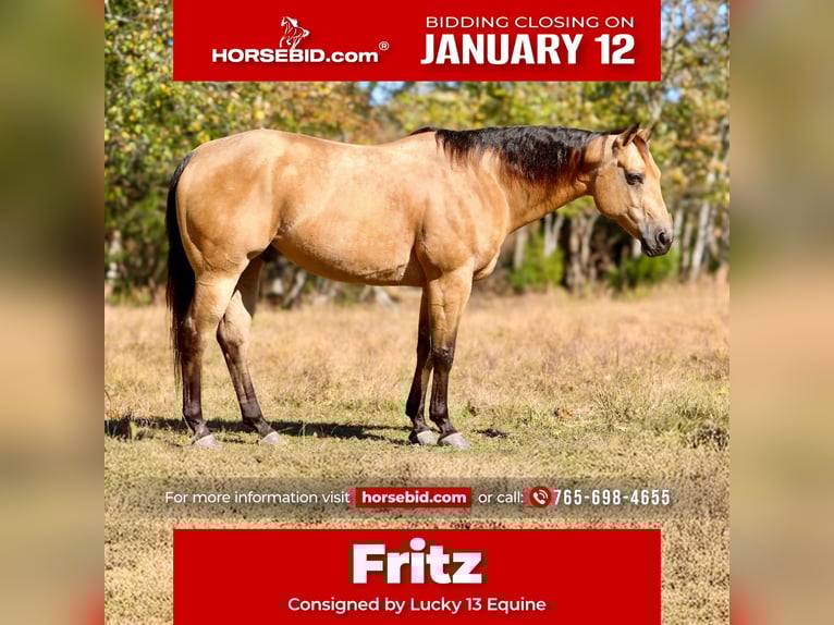 American Quarter Horse Wallach 10 Jahre 152 cm Buckskin in Mount Vernon