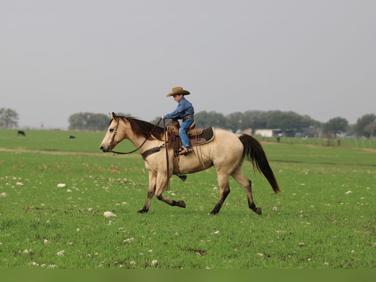 American Quarter Horse Wallach 10 Jahre 152 cm Buckskin in Stephenville TX
