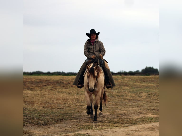 American Quarter Horse Wallach 10 Jahre 152 cm Buckskin in Stephenville TX