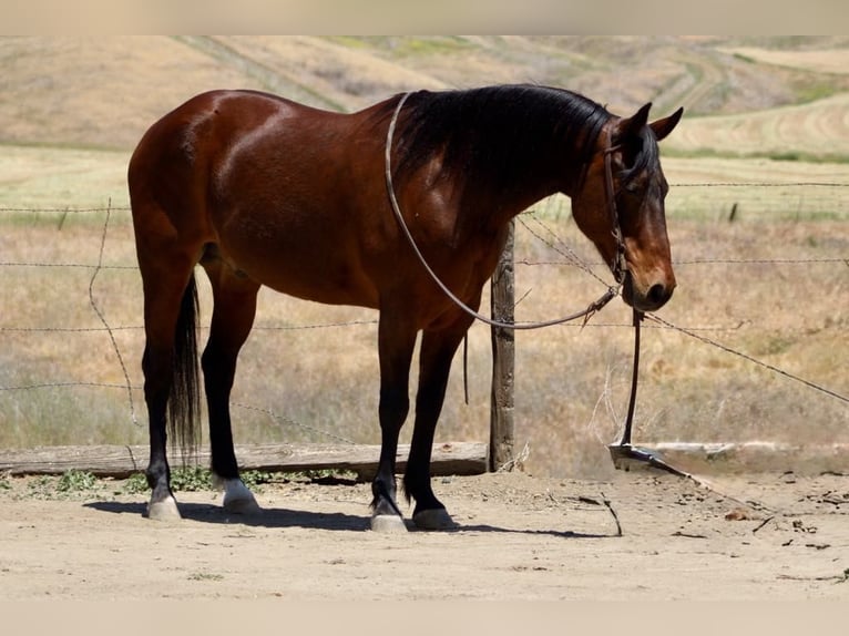 American Quarter Horse Wallach 10 Jahre 152 cm Buckskin in Clarion PA