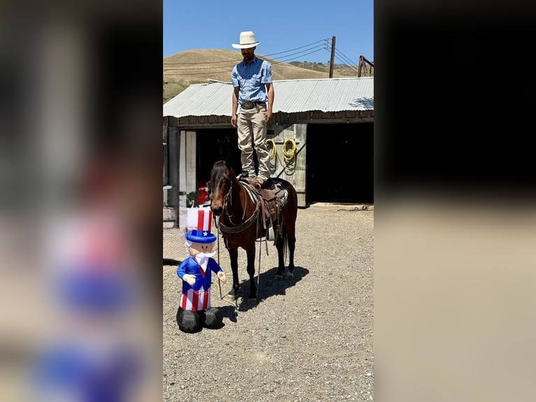 American Quarter Horse Wallach 10 Jahre 152 cm Buckskin in Clarion PA