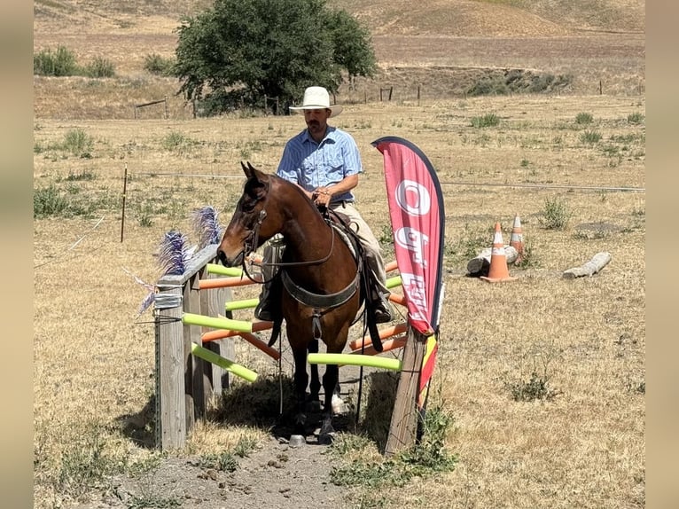 American Quarter Horse Wallach 10 Jahre 152 cm Buckskin in Clarion PA