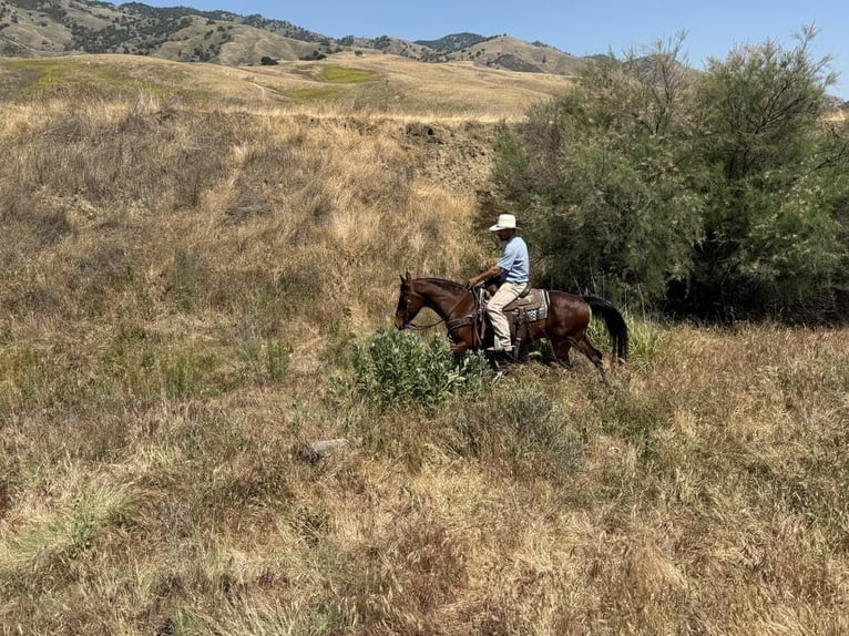 American Quarter Horse Wallach 10 Jahre 152 cm Buckskin in Clarion PA