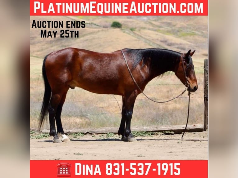 American Quarter Horse Wallach 10 Jahre 152 cm Buckskin in Clarion PA