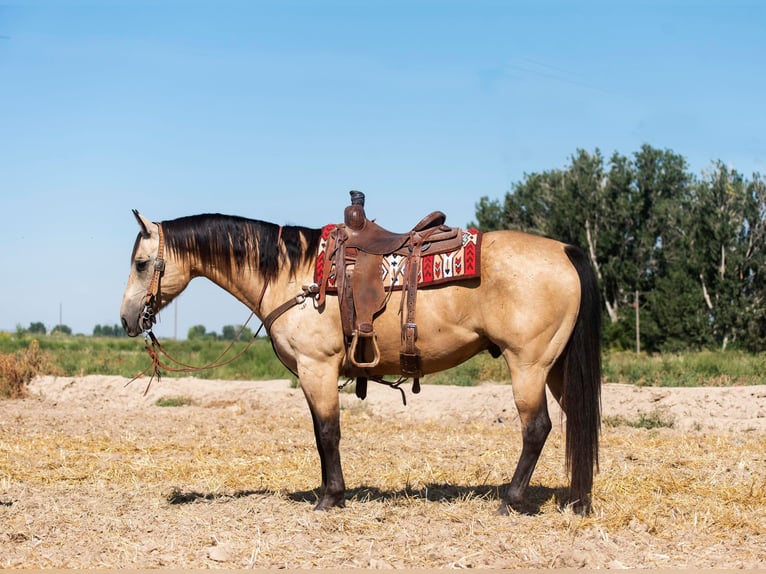 American Quarter Horse Wallach 10 Jahre 152 cm Buckskin in Homedale ID