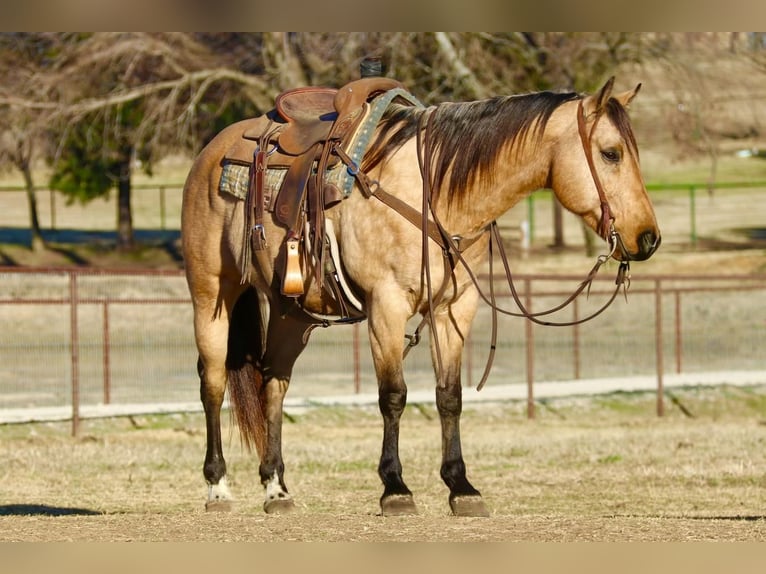 American Quarter Horse Wallach 10 Jahre 152 cm Buckskin in Joshua, TX