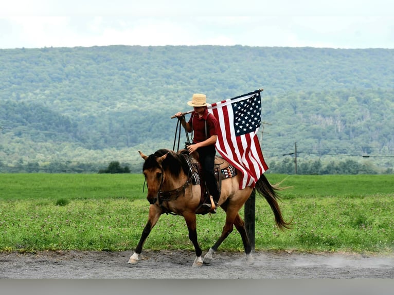 American Quarter Horse Wallach 10 Jahre 152 cm Buckskin in Rebersburg