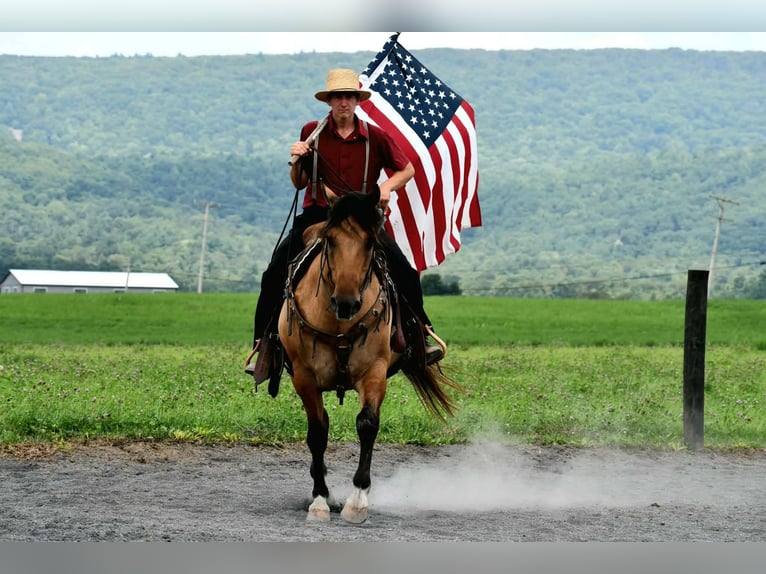 American Quarter Horse Wallach 10 Jahre 152 cm Buckskin in Rebersburg