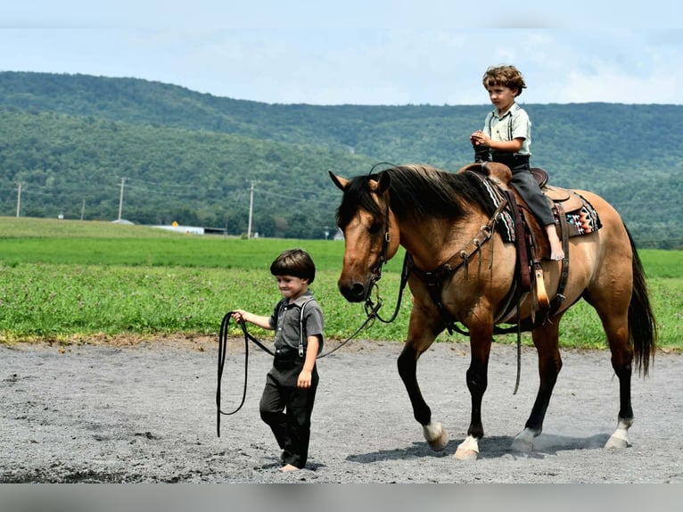 American Quarter Horse Wallach 10 Jahre 152 cm Buckskin in Rebersburg