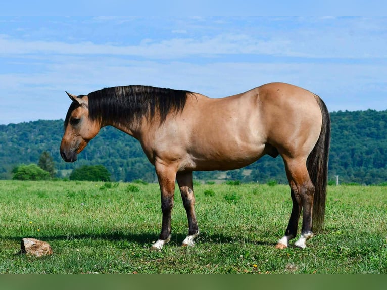 American Quarter Horse Wallach 10 Jahre 152 cm Buckskin in Rebersburg