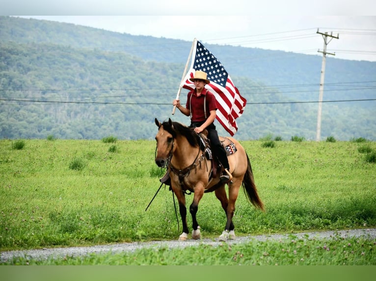 American Quarter Horse Wallach 10 Jahre 152 cm Buckskin in Rebersburg