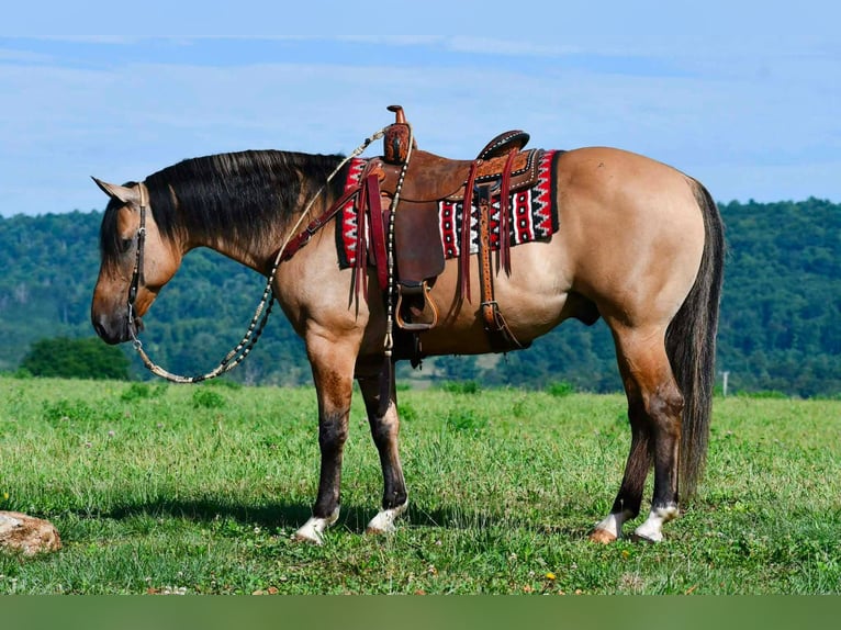 American Quarter Horse Wallach 10 Jahre 152 cm Buckskin in Rebersburg