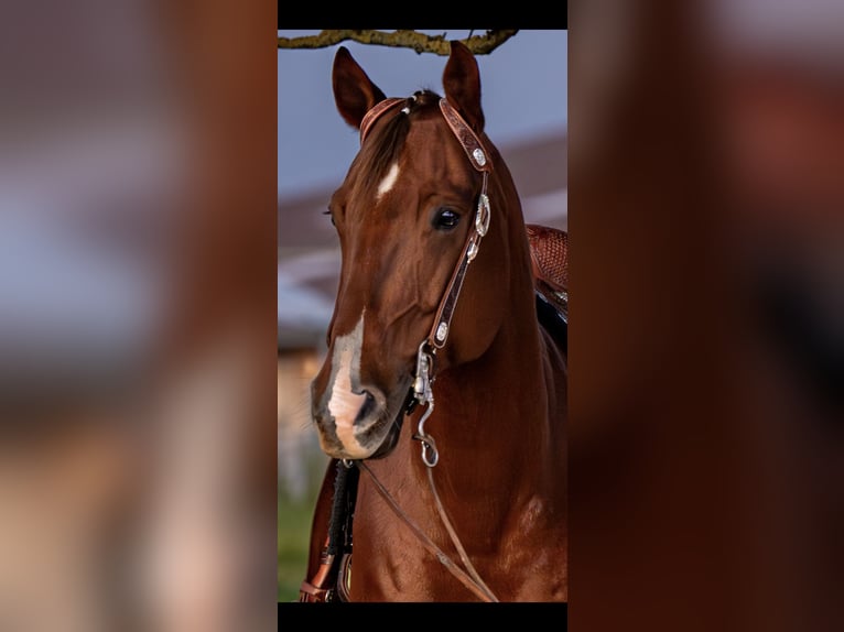 American Quarter Horse Wallach 10 Jahre 152 cm Dunkelfuchs in Reutlingen
